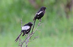 Magpie Shrike